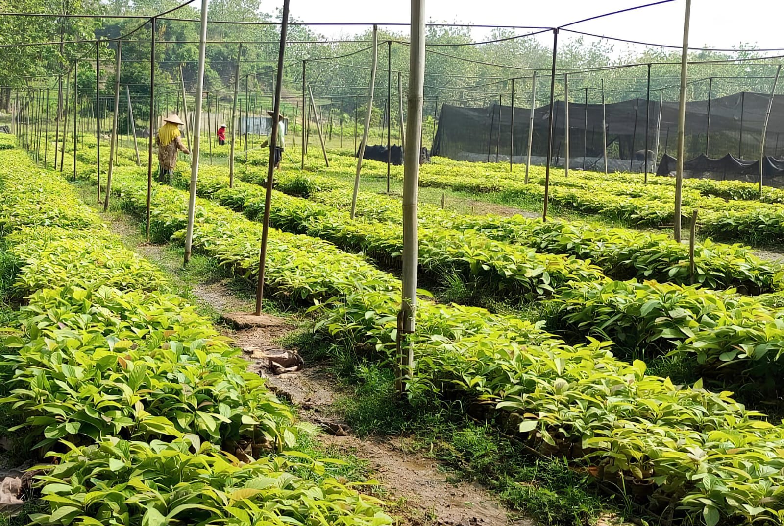 WhatsApp-Image-2025-11-03-at-17.16.00